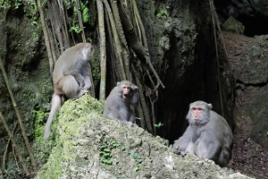 Khỉ my hầu Đài Loan là tinh linh được yêu thích nhất của Thọ Sơn (Sở Xây dựng cung cấp) (Hình ảnh)