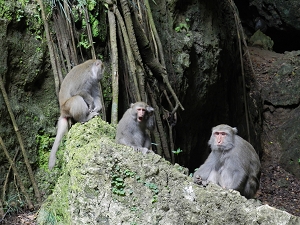 The Taiwan Macaque monkeys are the most visible wild life at the Shoushan Park. Visitors are asked to not feed them or to interfere with their natural lifestyle.