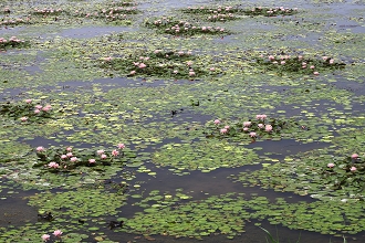 官田是臺灣的「菱田之鄉」，美麗優雅的水雉為濕地增添一股生氣