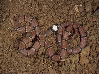 環紋赤蛇 Hemibungarus macclellandi