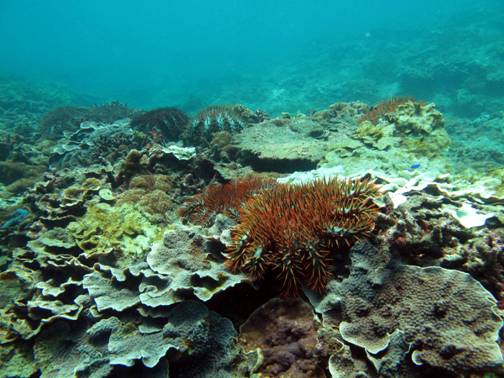 珊瑚礁的天敵－棘冠海星