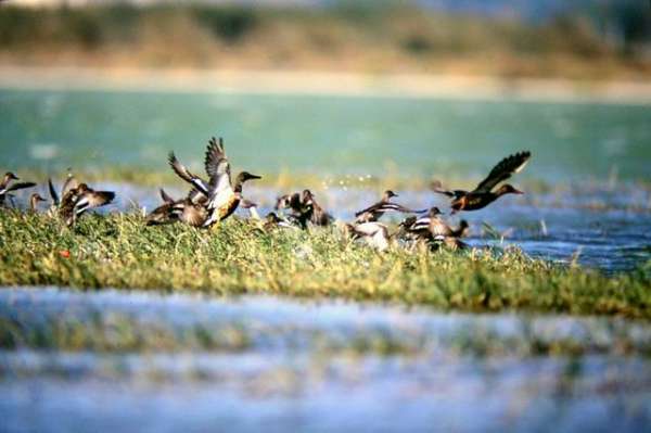 龍琵嘴鴨為龍鑾潭的湖光增添不少自然情趣