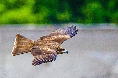 黑鳶最大的特徵是魚尾狀的尾羽 (取自flickr，攝影An-sheng Wu)