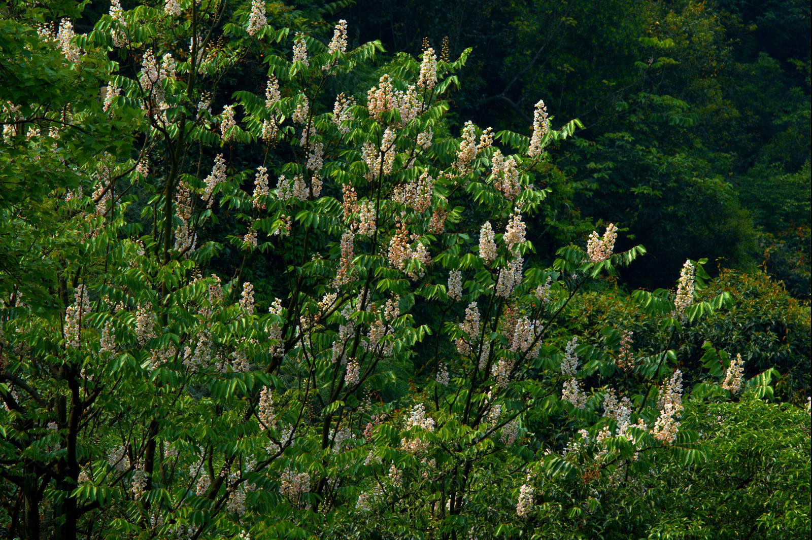 鐘萼木(圖片來源：陽明山國家公園管理處)