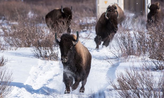 野牛在加拿大亞伯達省班夫國家公園建立新的家園。(攝影Handout/Reuters)