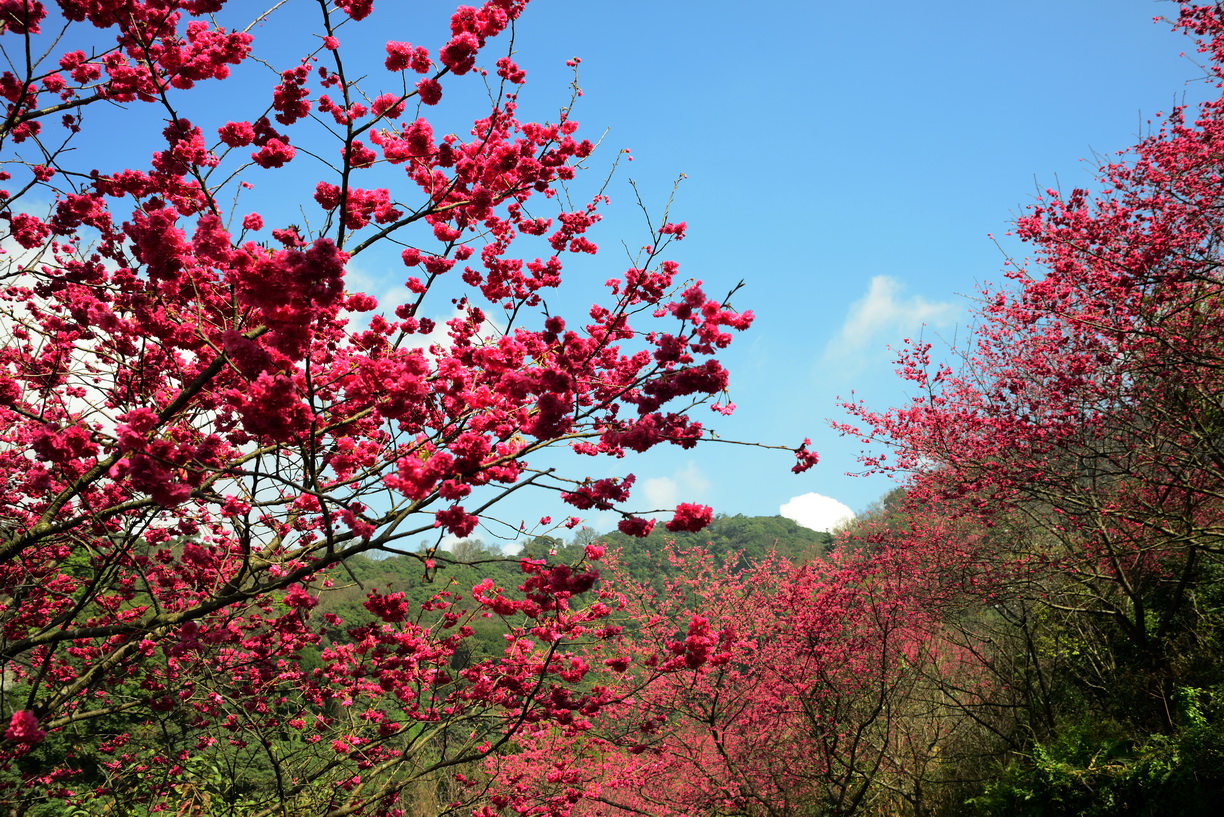 初春的山櫻花盛開姿態絕美 (陽管處提供)