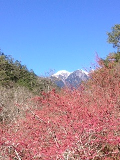 2月櫻花盛開，從億年橋望去，是武陵農場唯一可見臺灣第二髙峰海拔3886公尺雪山主峰雪景的地方