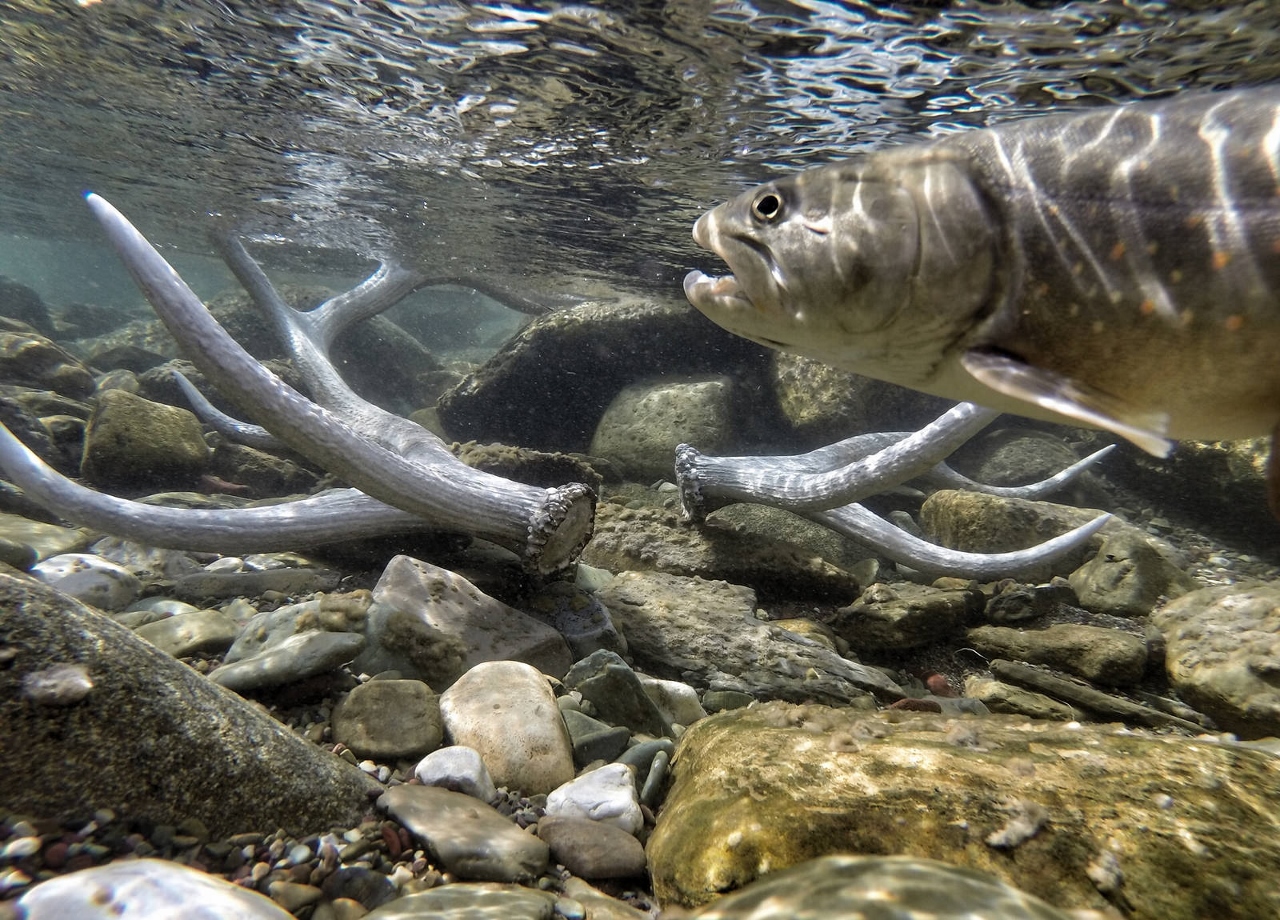 冰川國家公園公牛斑鮭