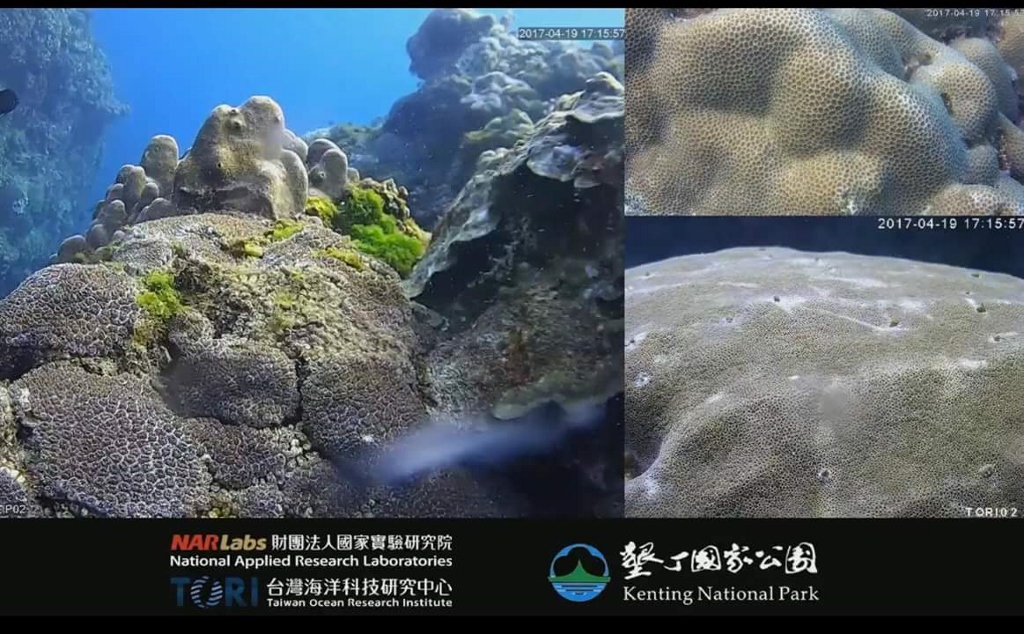 白日珊瑚產卵即時影像監測畫面 (臺灣國家公園FB提供)