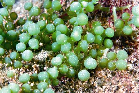 棒型總狀蕨藻  (海洋國家公園管理處提供)