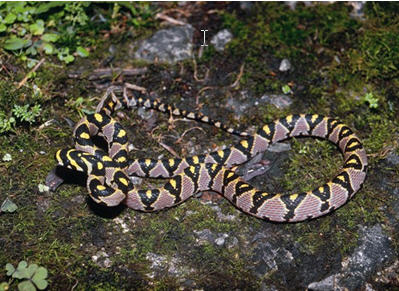高砂蛇 (雪霸國家公園管理處提供)