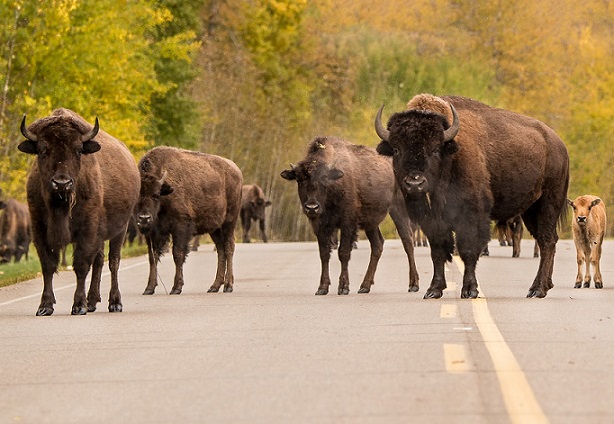 加拿大麋鹿島國家公園麋鹿、野牛數量大爆滿