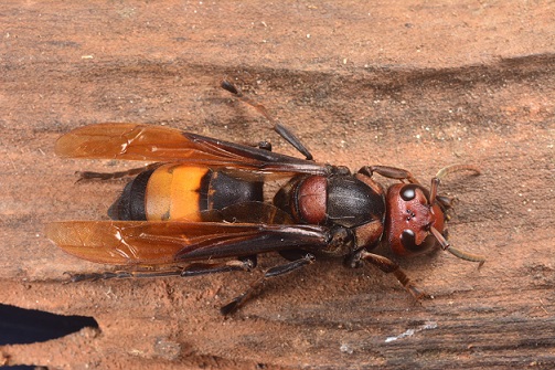 熱帶虎頭蜂標本照(張永仁攝)