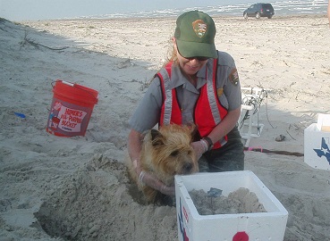 雷利幫助國家公園保育員 在海岸線尋找肯式龜巢穴 (圖片來源: NPS)
