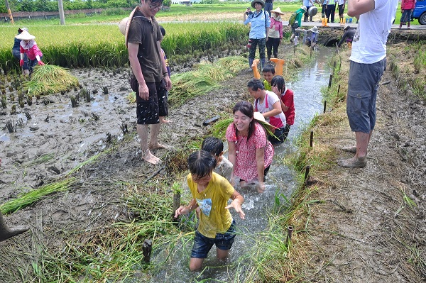 遊客可參加龍水社區的有機稻作生態之旅