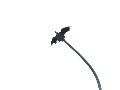 滿州電線杆上的老鷹裝飾， 象徵滿州的群鷹漫天的奇觀 (墾丁國家公園管理處提供)