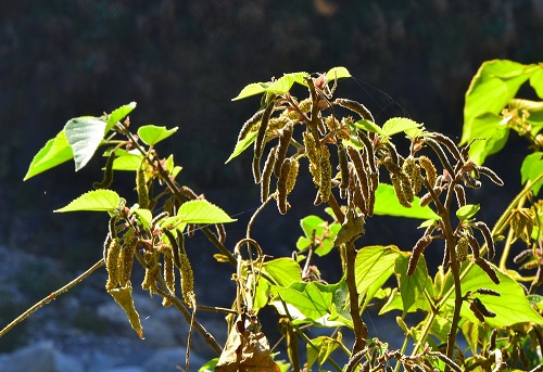構樹雄花是長條狀的葇夷花序 (太魯閣國家公園管理處林茂耀攝)