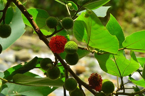 構樹果實甜美多汁，常招來許多鳥兒 、昆蟲和獼猴前來取食 (太魯閣國家公園管理處林茂耀攝)