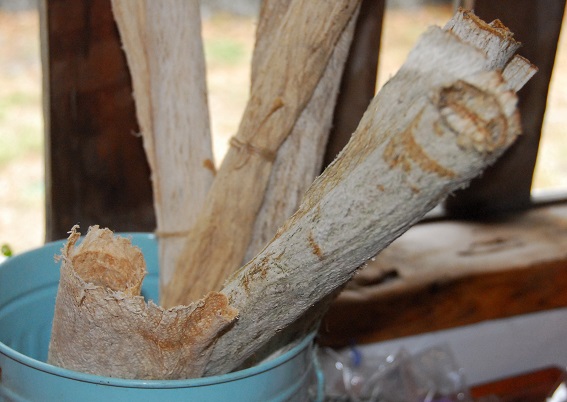 構樹樹皮可製成樹皮衣、樹皮帽， 成為生活中重要的必需品 (太魯閣國家公園管理處林茂耀攝)