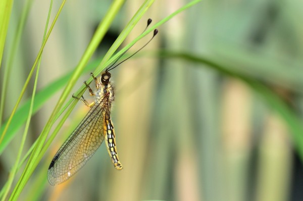 褐胸蝶角蛉 (台江國家公園管理處提供)