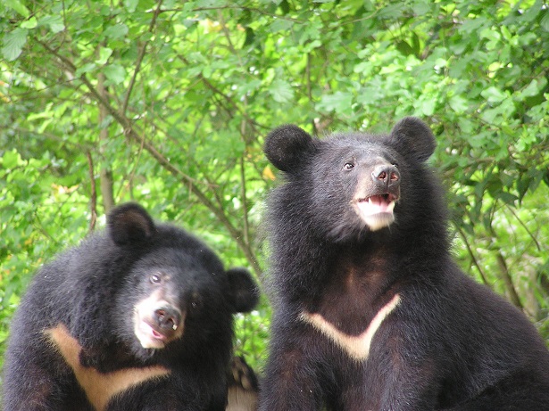 臺灣黑熊現存野外數量 初步估計約200~600隻 (黃美秀老師提供)