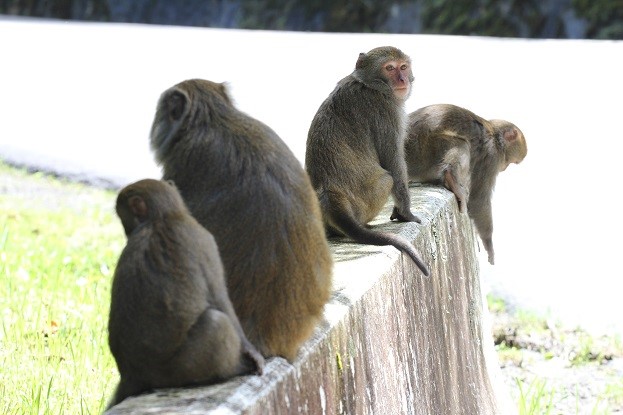 石山地區可觀賞到臺灣獼猴的蹤跡