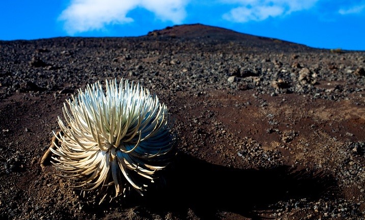 美國夏威夷群島的哈雷阿卡拉國家公園擁有最多種類的珍奇動植物，本圖為生長於2,200度高溫火山口的銀箭草