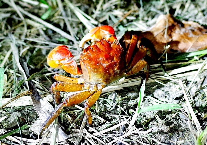 當地常見的陸蟹--中型仿相手蟹  (墾丁國家公園管理處提供)