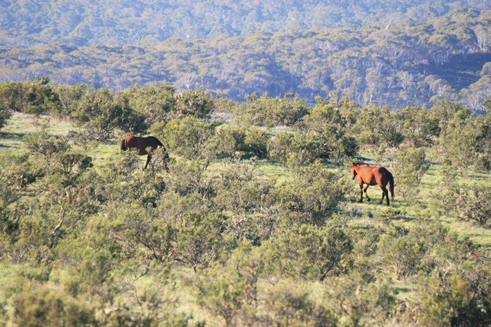 澳洲新南威爾斯州哥斯高山國家公園內的野馬