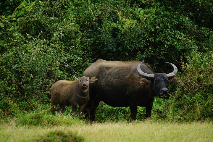 目前擎天崗草原上留存的是自然繁衍的無主野化水牛  (陽明山國家公園管理處提供)