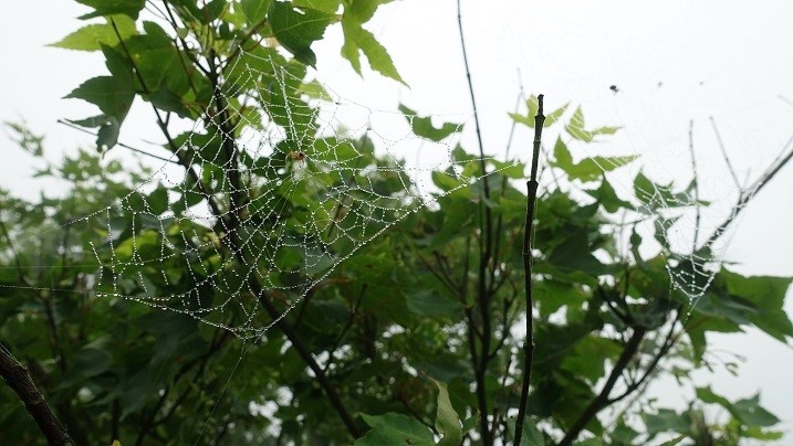 下雨過後的蜘蛛網沾著水珠
