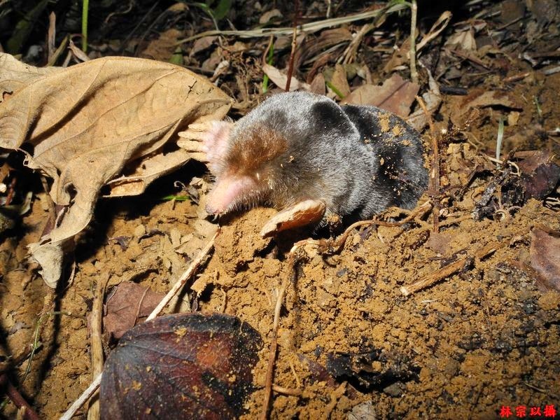 臺灣鼹鼠 (圖片取自臺灣國家公園生物多樣性 資料庫與知識平臺，林宗以攝)