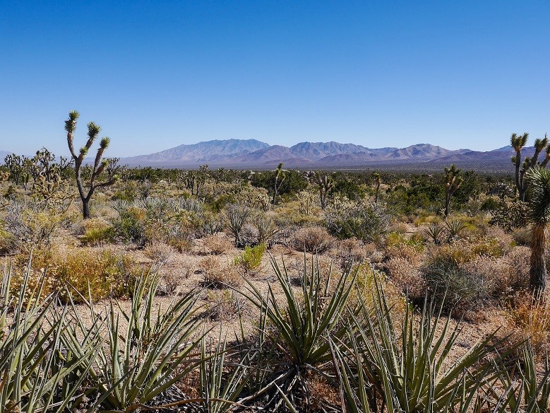加州莫哈韋國家保護地坐落於世界規模最大、 最多生物多樣性保護區之一的沙漠地域， 提供動物足夠的遷徙空間  （圖片取自 Flickr，攝影師Anna Irene）