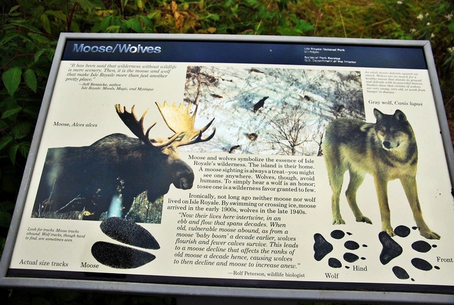  皇家島國家公園的狼和駝鹿， 已成為全球科學家進行最久的 「獵食者」與「獵物」研究對象 （圖片取自 Flickr，攝影師Joe Ross）