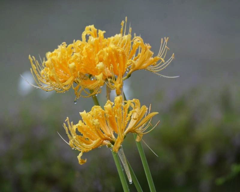 有太魯閣峽谷之花之稱的金花石蒜， 將在秋日盛開，歡迎大家前來探詢蹤跡  (太魯閣國家公園管理處提供)