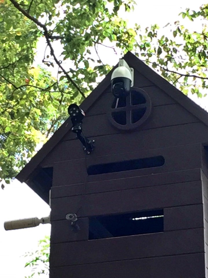 24小時紅外線監控攝影機成功捕捉百年樟樹 之樹洞內領角鴞一家的生活作息 (陽明山國家公園管理處提供)