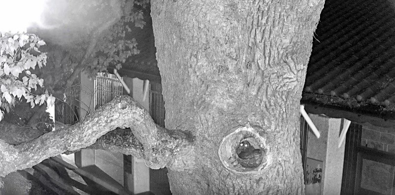 24小時監控攝影機對準百年樹洞的畫面 (陽明山國家公園管理處提供)