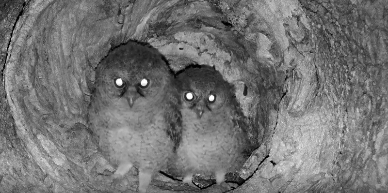 長大後準備飛出巢穴的幼鳥 (陽明山國家公園管理處提供)