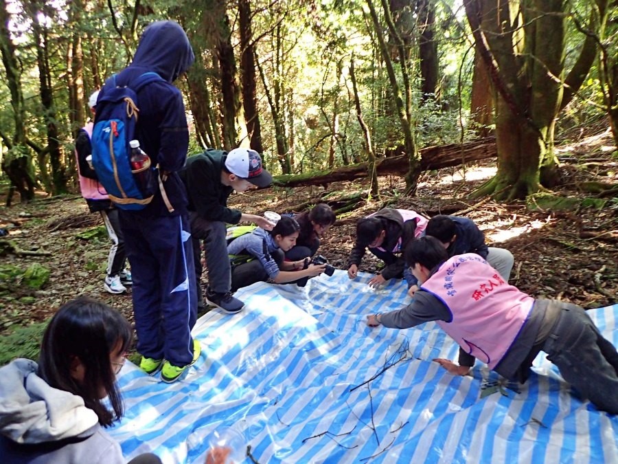 學員進行抖落法，捕捉樹冠上掉落的生物 進行辨認