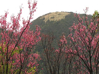 陽明山國家公園的櫻花是台灣賞櫻必去熱門點之一。((圖片引用自flickr//創用 CC (Creative Commons)，攝影eazytraveler)）