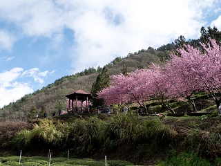 武陵農場觀月亭的美麗櫻花盛景。((圖片引用自flickr//創用 CC (Creative Commons)，攝影Wei-Te Wong)）