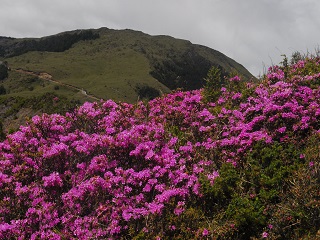 高山植物的花色都非常鮮豔，可能與抗紫外線有關。(林茂耀提供)