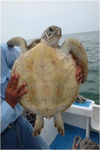 綠蠵龜(海洋國家公園管理處提供)