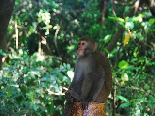 壽山的臺灣獼猴雖親人，仍要保持安全距離。