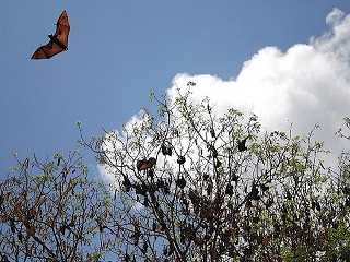蝙蝠對於生態系與經濟的貢獻相當巨大，但牠們所存在的環境，並未受到相對的重視。(取自flickr//創用 CC (Creative Commons)，攝影Nils Rinaldi)