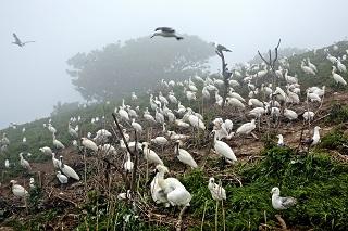 北韓的黑面琵鷺繁殖區，讓王徵吉留下深刻的印象。(王徵吉攝)