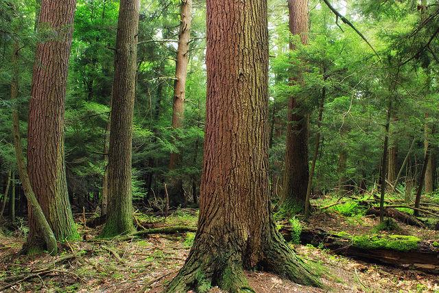 加拿大鐵杉極具觀賞價值，是一種珍貴高級的針葉樹種。(取自flickr//，攝影Nicholas A. Tonelli)