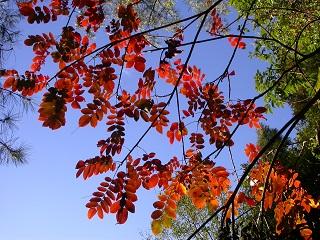 羅氏鹽膚木在冬季偶爾會變紅葉
