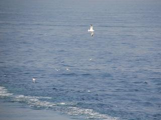 汪洋大海中海鷗隨船飛翔著。