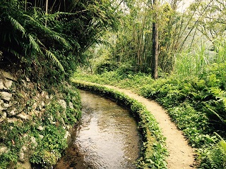 坪頂古圳步道清幽的環境和清澈的水。